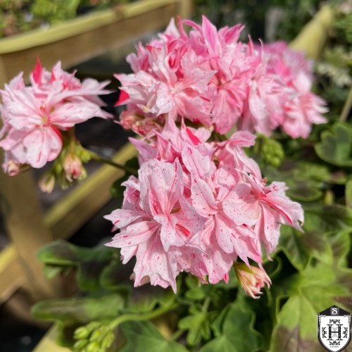 Pelargonium 'Richard Hodgson' - Pelargoon 'Richard Hodgson' P9/0,55L